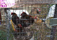 chicks 92016