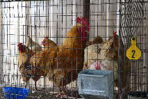 hen & rooster 92016